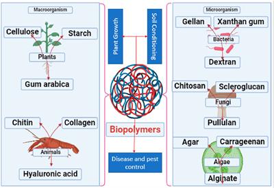 Exploring the influence of polymers on soil ecosystems: prospective from agricultural contexts